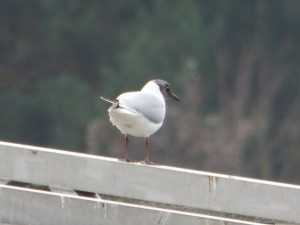 62 08 Mouette rieuse