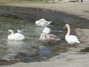 62 20 Cygnes tuberculés