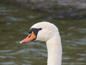 62 21 Cygnes tuberculés