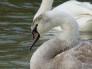 62 22 Cygnes tuberculés