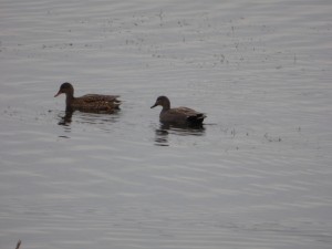 62 51 Canards chipeaux