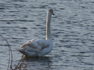 63 03 Cygne tuberculé