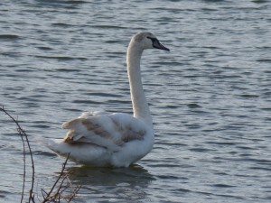 63 04 Cygne tuberculé