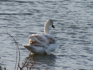 63 05 Cygne tuberculé