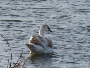 63 06 Cygne tuberculé