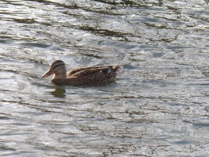 63 07 Canard colvert femelle