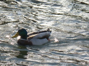 63 08 Canard colvert mâle