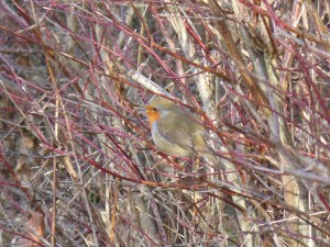 63 27 Un rougegorge familier