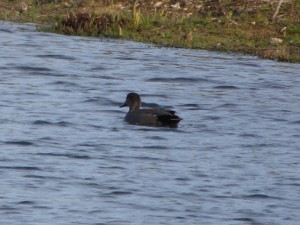 63 40 Canard chipeau mâle