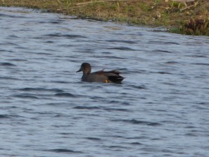 63 41 Canard chipeau mâle