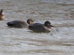 63 42 Canards chipeaux