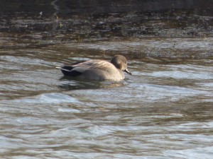 63 43 Canard chipeau mâle