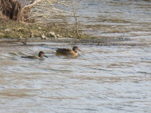 63 45 Canards chipeaux