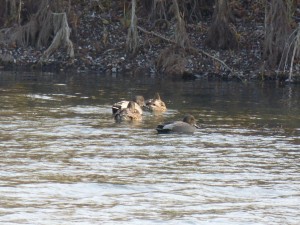 63 46 Canards chipeaux