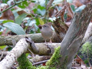 64 39 Troglodyte mignon