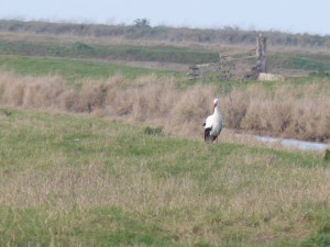 66 08 Une cigogne blanche