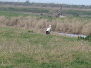 66 09 Une cigogne blanche