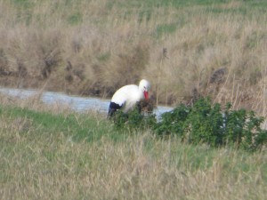 66 10 Une cigogne blanche