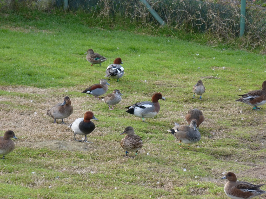 66 103 Des tas de canards