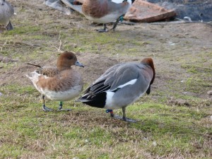 66 104 Canards siffleurs