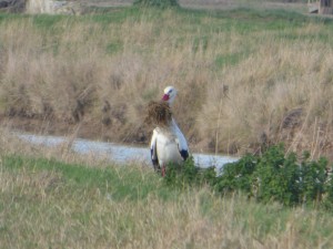 66 11 Une cigogne blanche