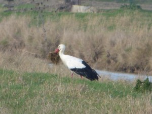 66 12 Une cigogne blanche