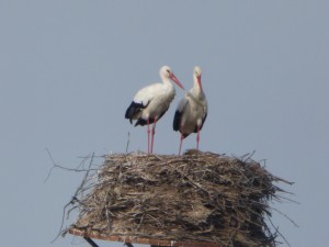 66 14 Deux cigognes blanches