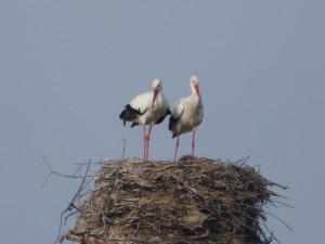 66 15 Deux cigognes blanches