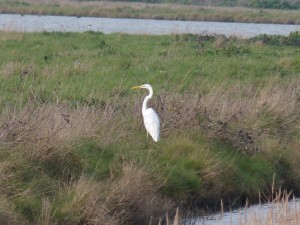 66 18 Grande aigrette