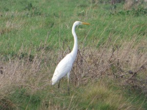 66 19 Grande aigrette