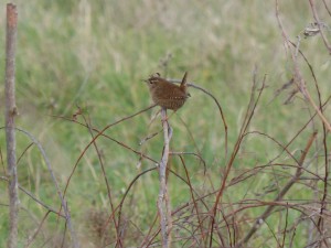 66 81 Troglodyte mignon