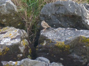 66 85 Un pipit