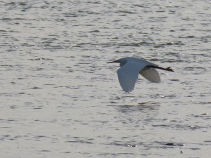 66 91 Aigrette garzette