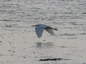 66 93 Aigrette garzette