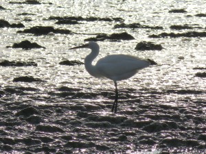 66 94 Aigrette garzette