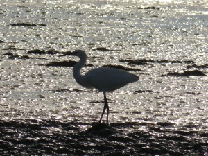 66 95 Aigrette garzette