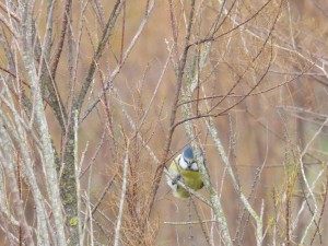 67 19 Mésange bleue