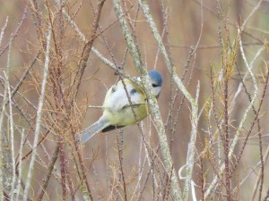 67 20 Mésange bleue