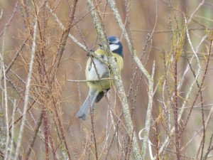 67 21 mésange bleue