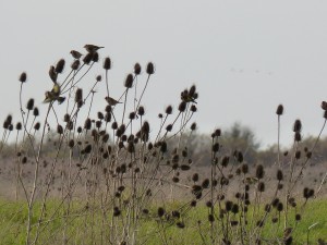 67 22 Chardonneret élégant