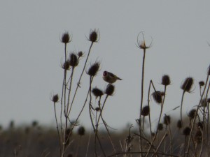 67 23 Chardonneret élégant