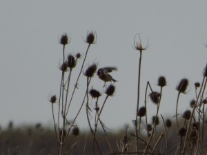 67 24 Chardonneret élégant