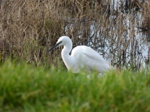 67 42 Aigrette garzette