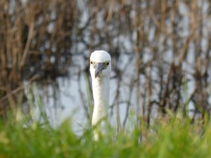 67 44 Aigrette garzette