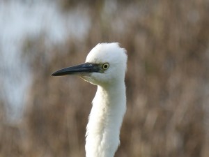 67 45 Aigrette garzette