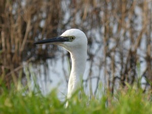 67 46 Aigrette garzette