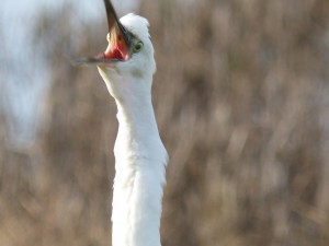 67 47 Aigrette garzette