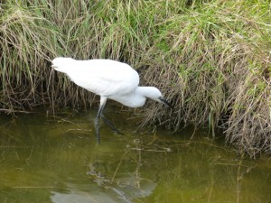 67 48 Aigrette garzette