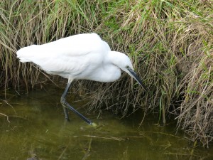 67 49 Aigrette garzette