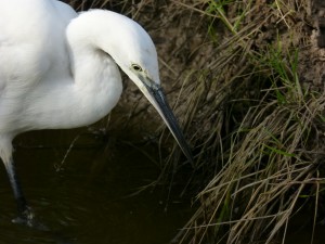 67 50 Aigrette garzette